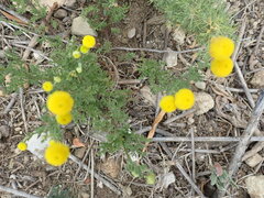 Cotula coronopifolia