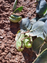 Asclepias cryptoceras