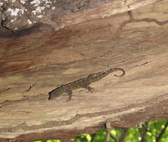 Gonatodes albogularis