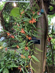 Ceratostylis retisquama