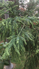 Cryptomeria japonica