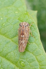 Idiocerus stigmaticalis