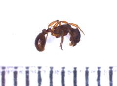 Myrmica scabrinodis