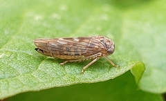 Idiocerus stigmaticalis