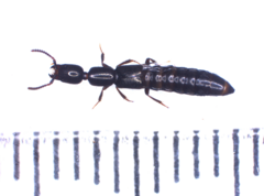 Xantholinus