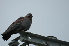 Columba guinea phaeonota