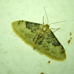 Idaea filicata