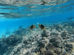 Chaetodon fasciatus