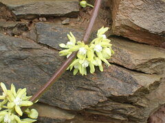 Cynanchum viminale viminale