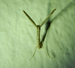 Pterophoroidea