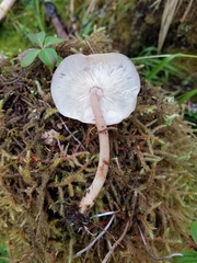 Rhodocollybia badiialba