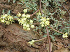 Cynanchum viminale viminale