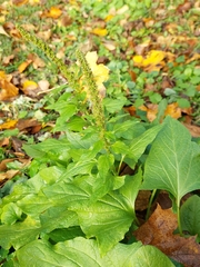 Blitum bonus-henricus