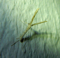 Pterophoroidea