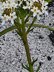 Pseudoselago ascendens