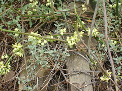 Cynanchum viminale viminale