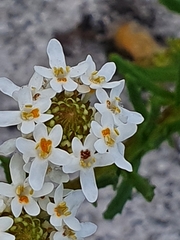Pseudoselago ascendens