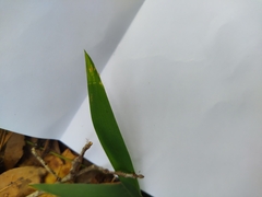 Dichanthelium acuminatum