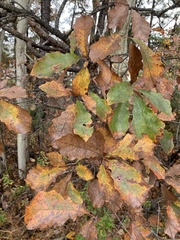 Quercus prinoides