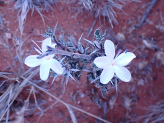 Barleria rigida