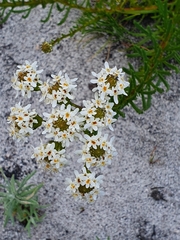 Pseudoselago ascendens