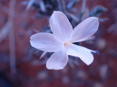 Barleria rigida