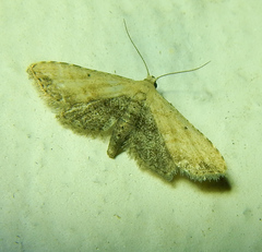 Araeopteron ecphaea
