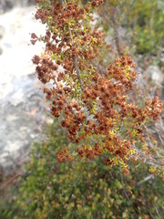 Erica arenaria