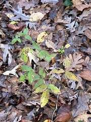 Ulmus alata