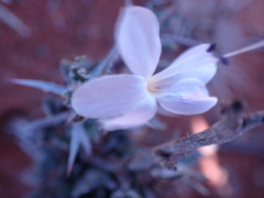Barleria rigida