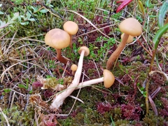 Laccaria laccata pallidifolia