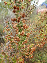 Erica arenaria