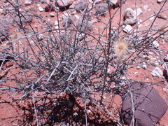 Roepera lichtensteiniana