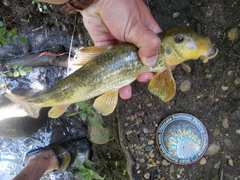 Hypentelium nigricans