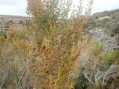 Erica arenaria