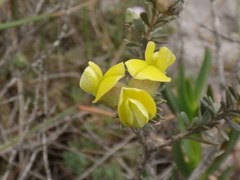 Aspalathus ternata