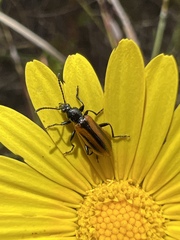 Neoeutrapela