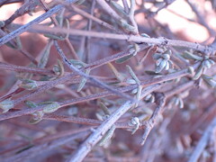 Roepera lichtensteiniana