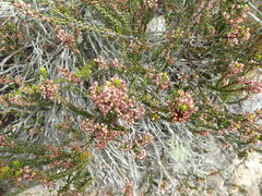 Erica curtophylla
