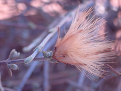 Roepera lichtensteiniana
