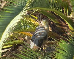 Polyboroides typus