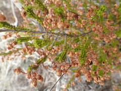 Erica curtophylla