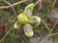 Aspalathus ternata