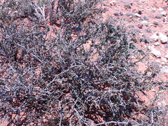 Roepera lichtensteiniana