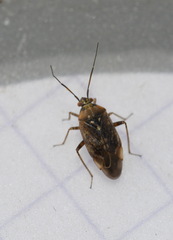 Lygus rugulipennis