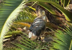 Polyboroides typus