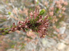 Erica curtophylla