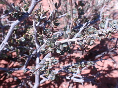 Roepera lichtensteiniana