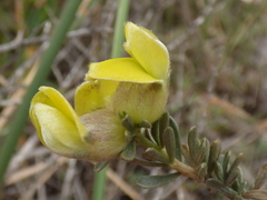 Aspalathus ternata