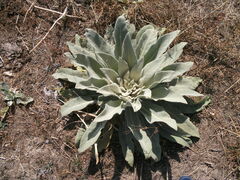 Verbascum songaricum